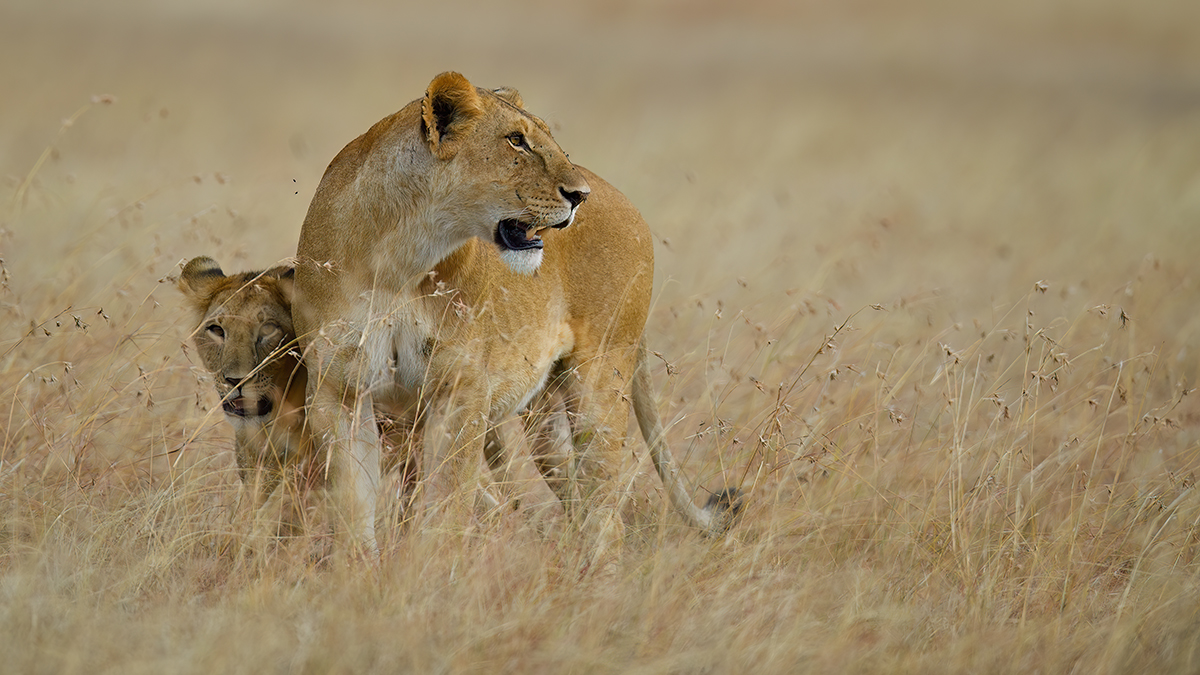 _5RG5030_20180725_165725_1078Masai Mara 2018.jpg