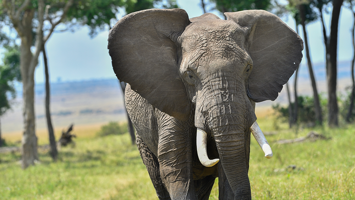 _5RG5074_20180731_134657_5438Masai Mara 2018_6828Masai Mara 2018.jpg