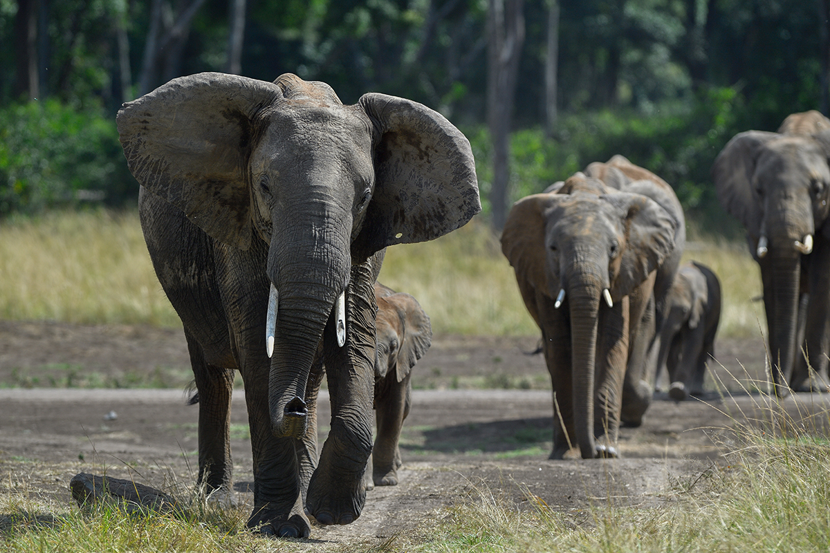 _5RG5247_20180731_143455_5457Masai Mara 2018_6847Masai Mara 2018.jpg