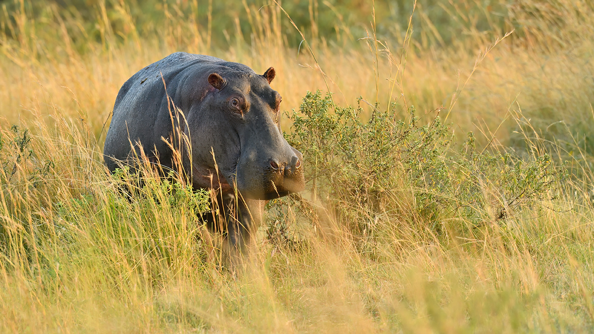 _5RG5249_20180721_071637_597Masai Mara 2018-1200.jpg