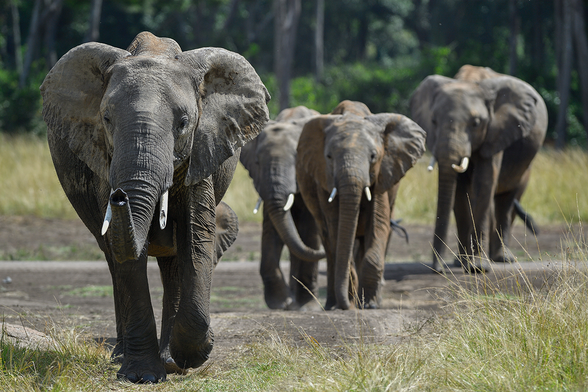 _5RG5257_20180731_143457_5459Masai Mara 2018_6849Masai Mara 2018.jpg