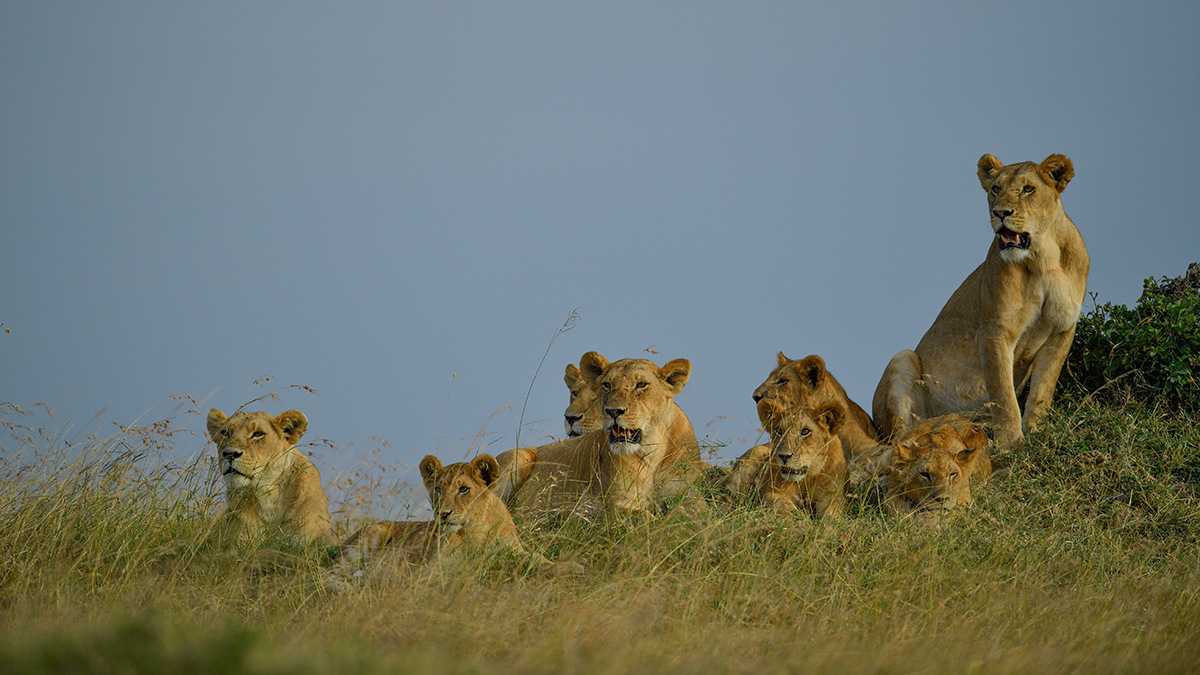 _5RG5270_20180725_171626_1079Masai Mara 2018.jpg