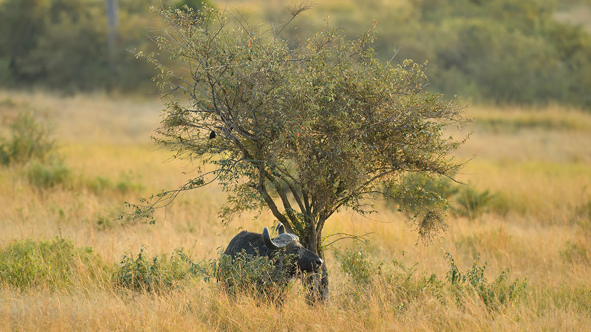 _5RG5314_20180721_071905_599Masai Mara 2018-1200.jpg