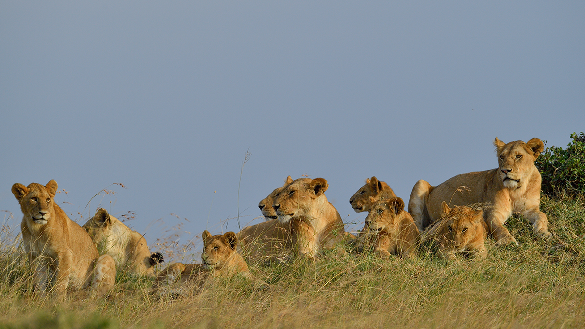 _5RG5322_20180725_171918_1081Masai Mara 2018.jpg