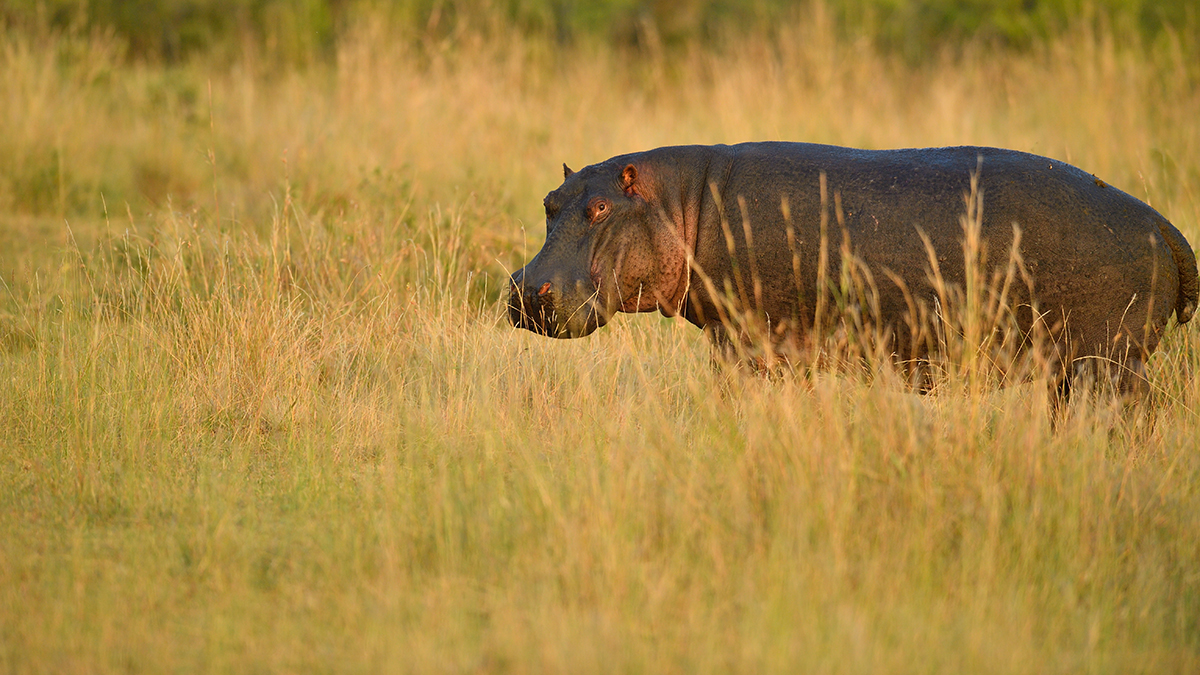 _5RG5330_20180721_072021_600Masai Mara 2018-1200.jpg