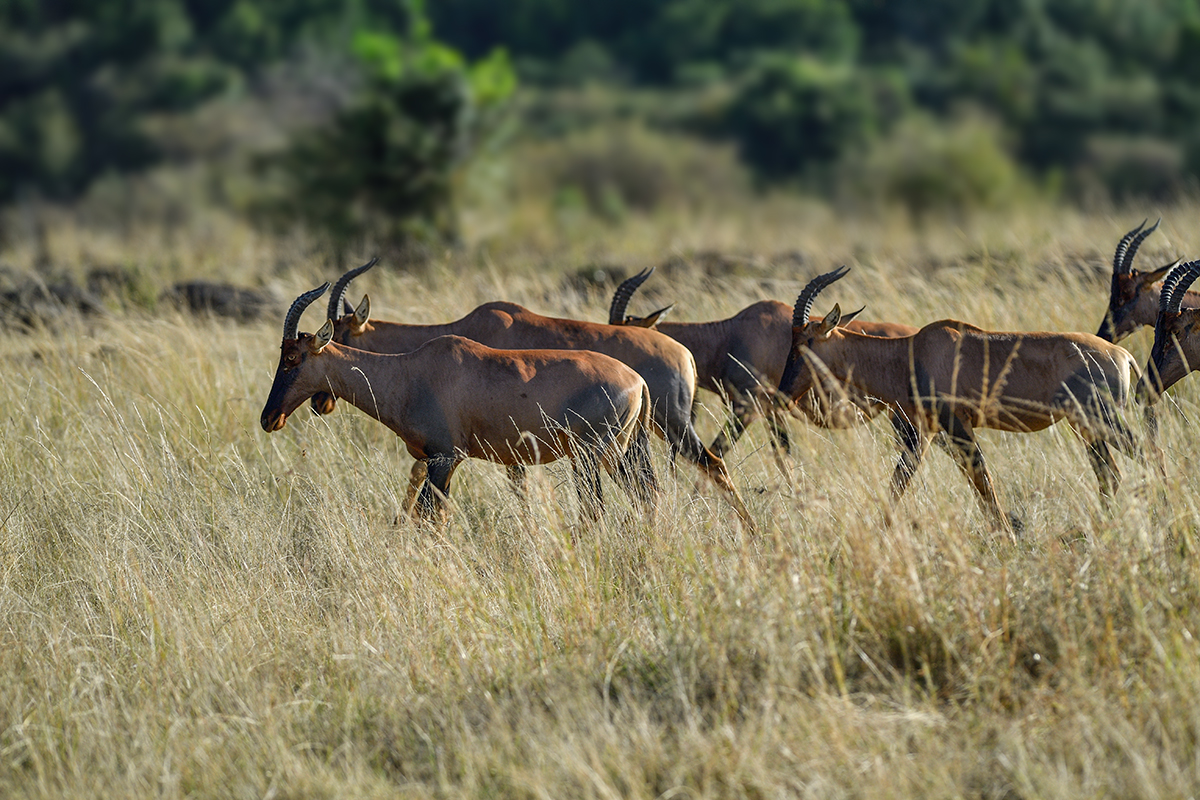 _5RG5349_20180731_170901_5469Masai Mara 2018_6859Masai Mara 2018.jpg