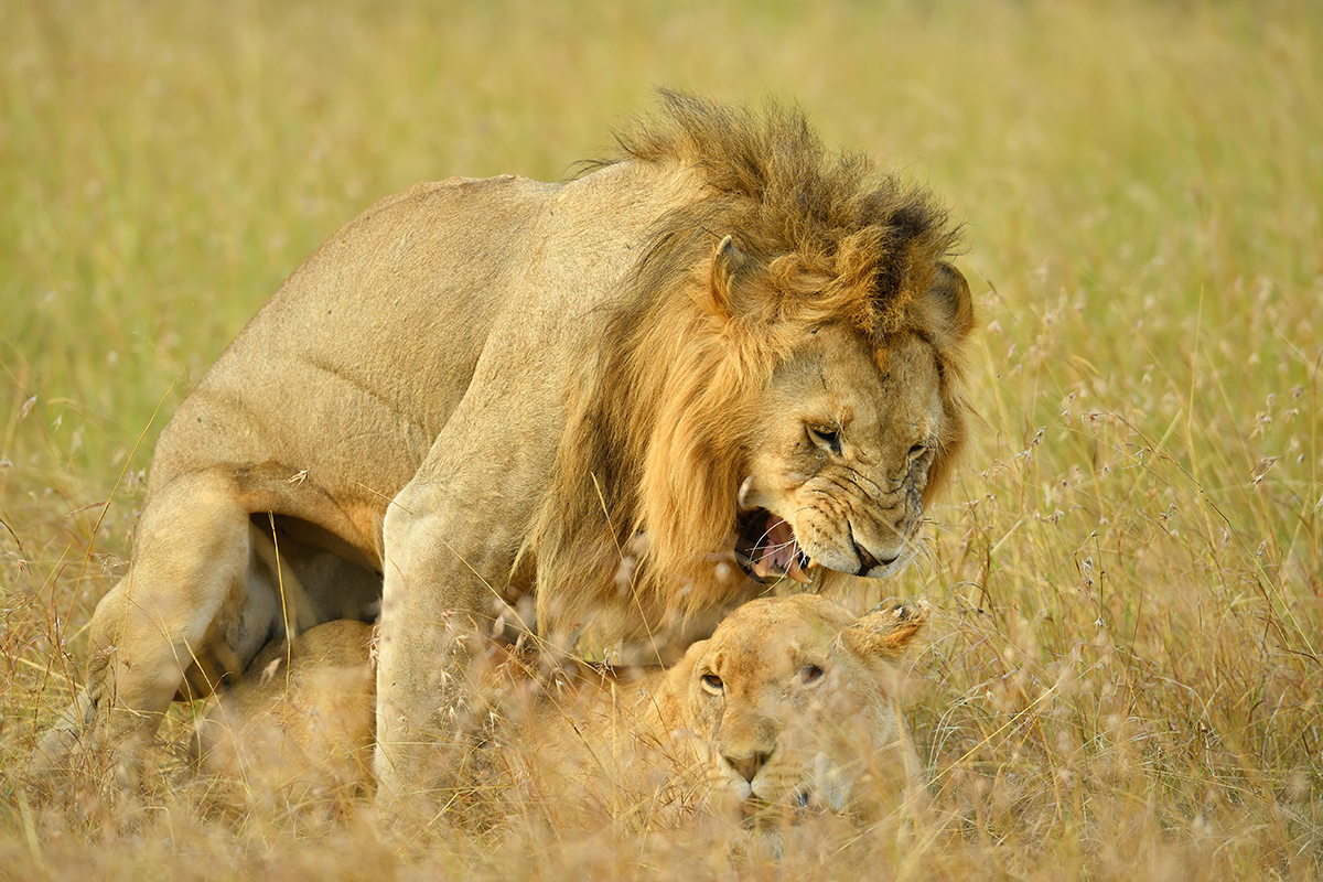 _5RG5445_20180725_175147_1082Masai Mara 2018.jpg