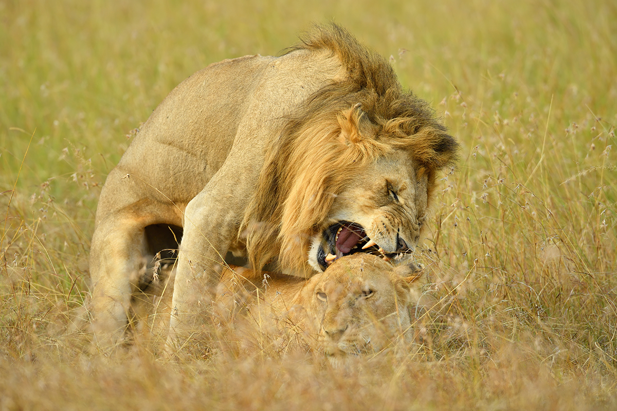 _5RG5468_20180725_175151_1083Masai Mara 2018.jpg