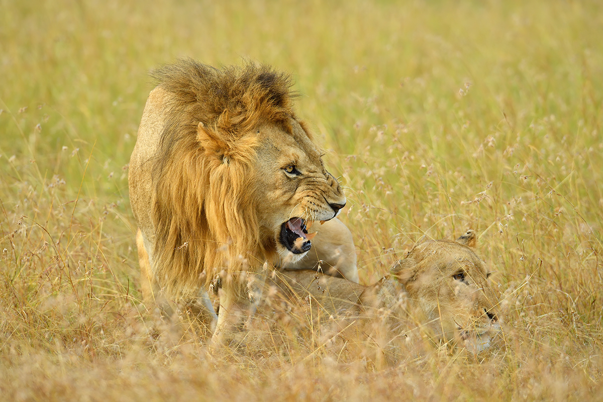 _5RG5492_20180725_175156_1089Masai Mara 2018.jpg
