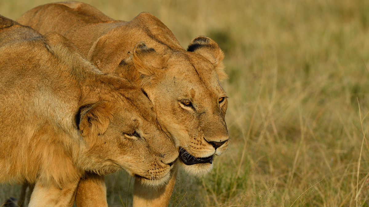 _5RG5514_20180731_175651_5479Masai Mara 2018_6869Masai Mara 2018.jpg