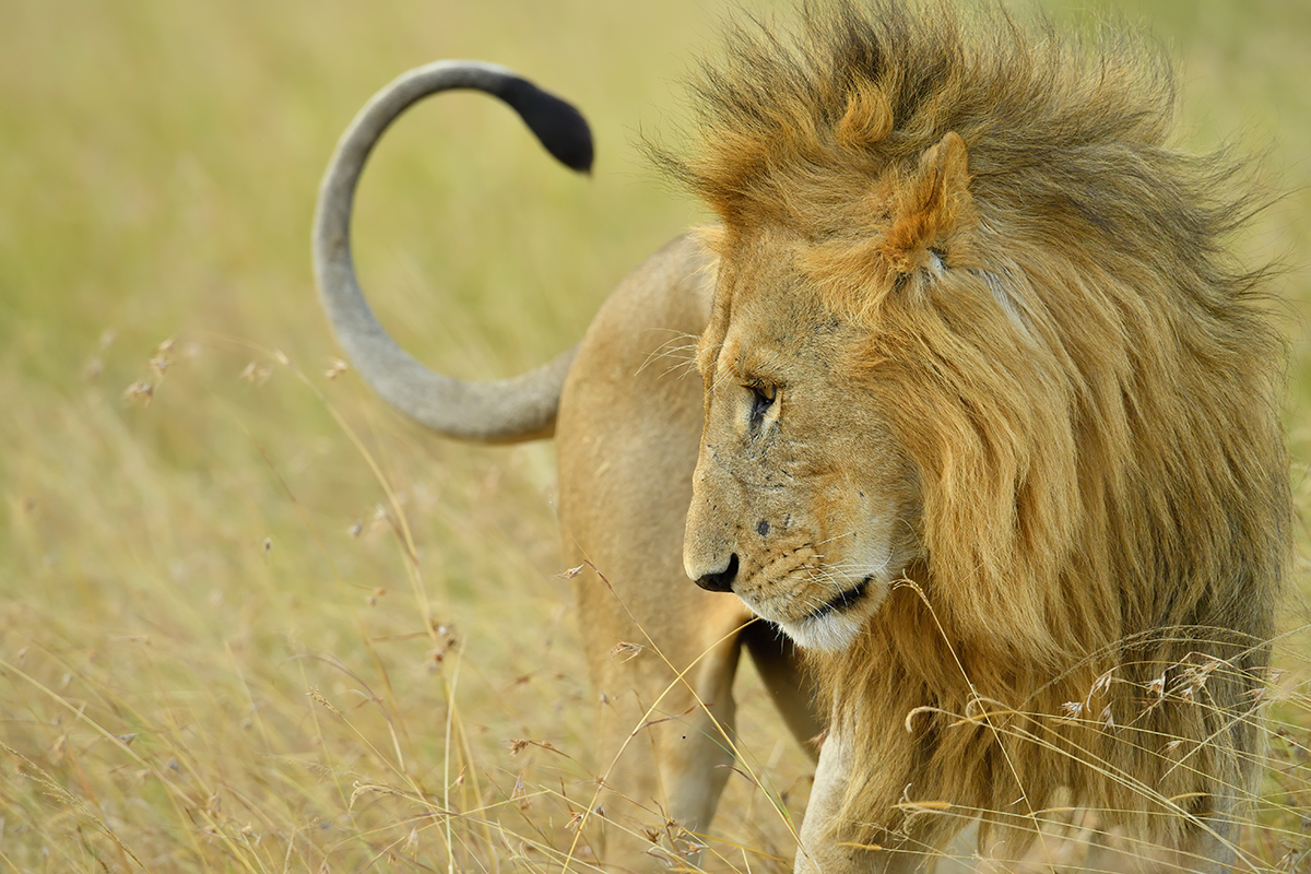_5RG5561_20180725_175913_1093Masai Mara 2018.jpg