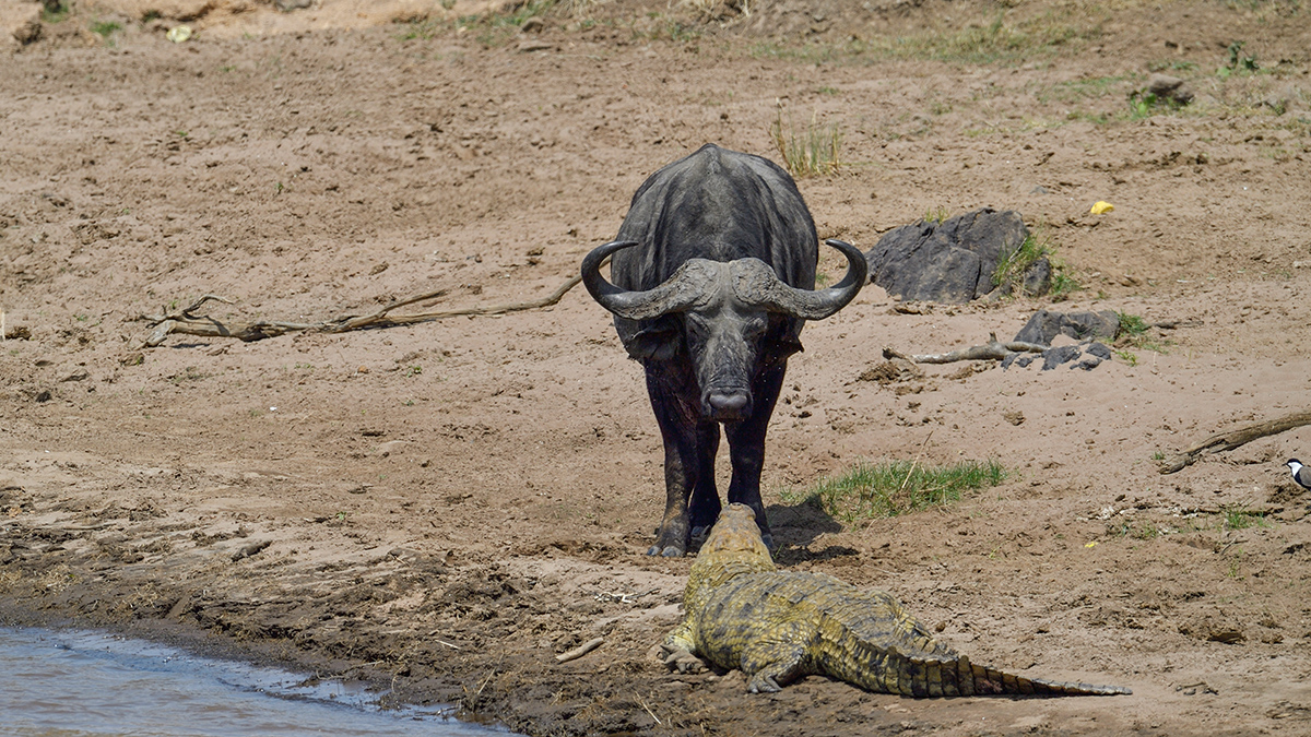 _5RG5586_20180721_133511_608Masai Mara 2018-1200.jpg