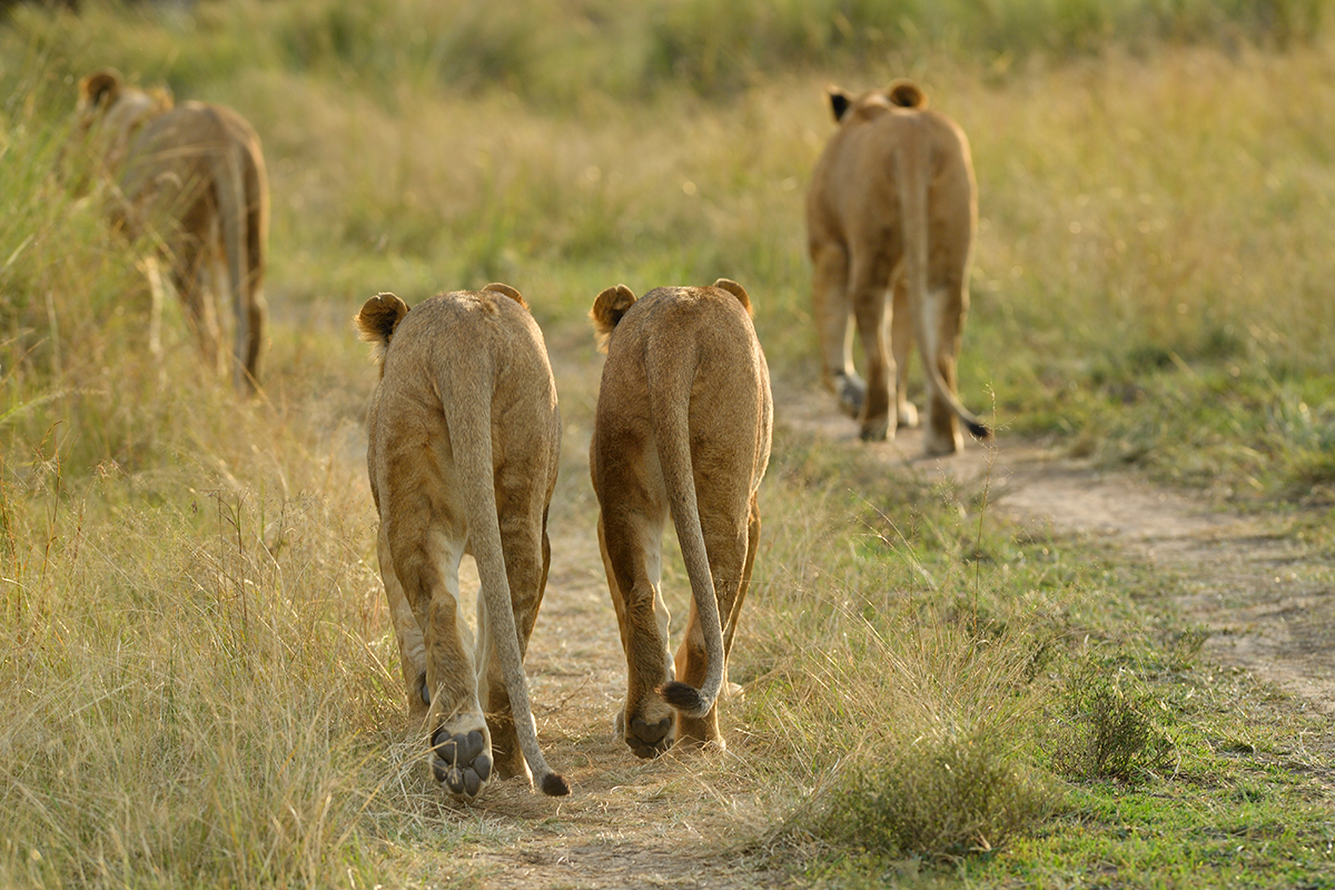 _5RG5594_20180731_175734_5487Masai Mara 2018_6877Masai Mara 2018.jpg