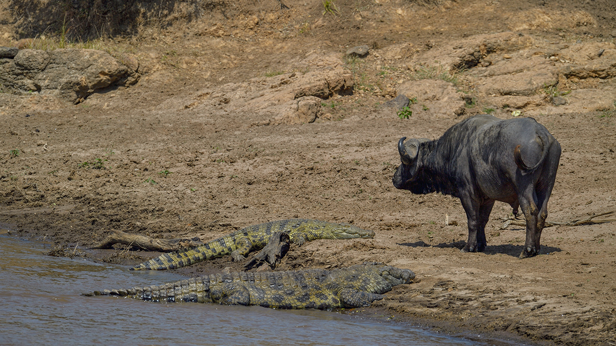 _5RG5643_20180721_134405_610Masai Mara 2018-1200.jpg