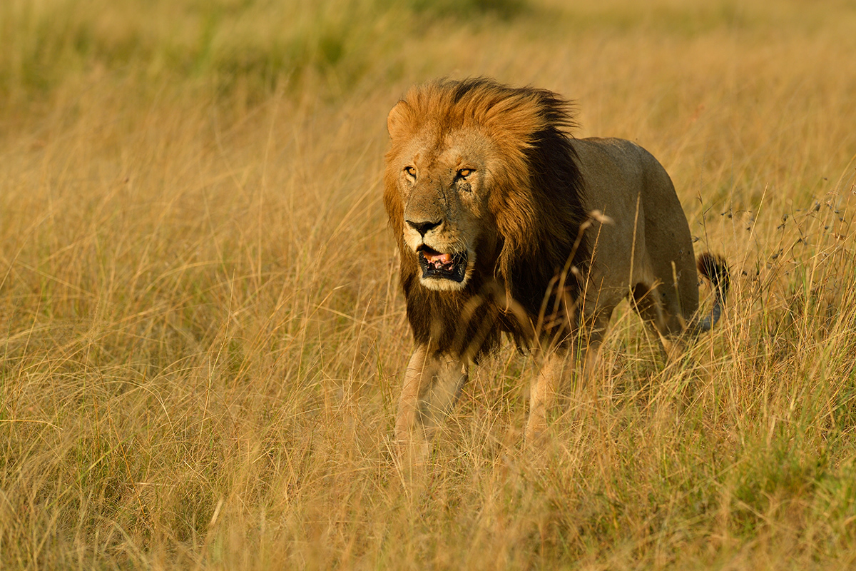 _5RG5748_20180731_180117_5492Masai Mara 2018_6882Masai Mara 2018.jpg
