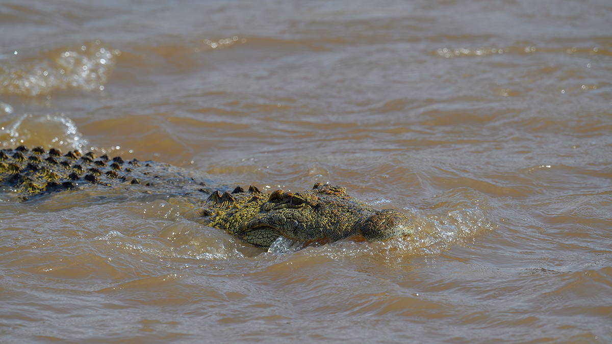 _5RG5767_20180721_151036_616Masai Mara 2018-1200.jpg