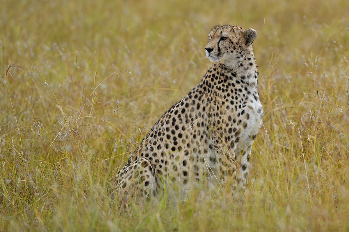 _5RG5801_20180801_084054_5881Masai Mara 2018_5886Masai Mara 2018.jpg