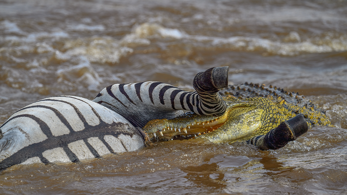 _5RG5814_20180721_151518_617Masai Mara 2018-1200.jpg