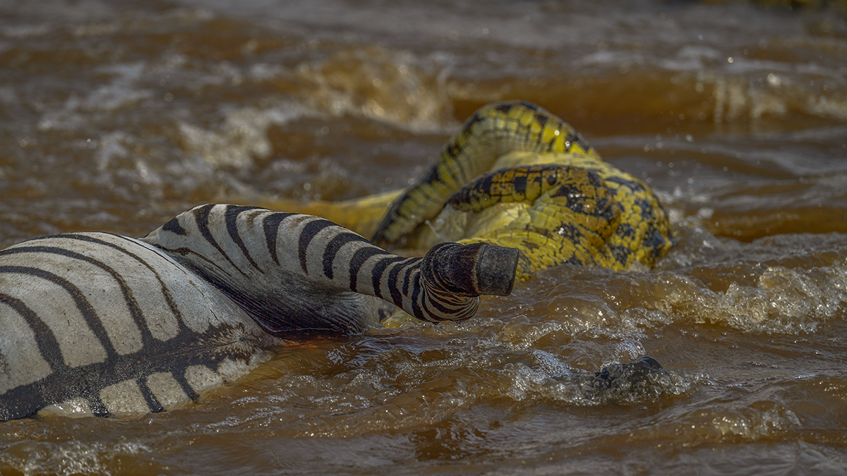 _5RG5834_20180721_151522_618Masai Mara 2018-1200.jpg