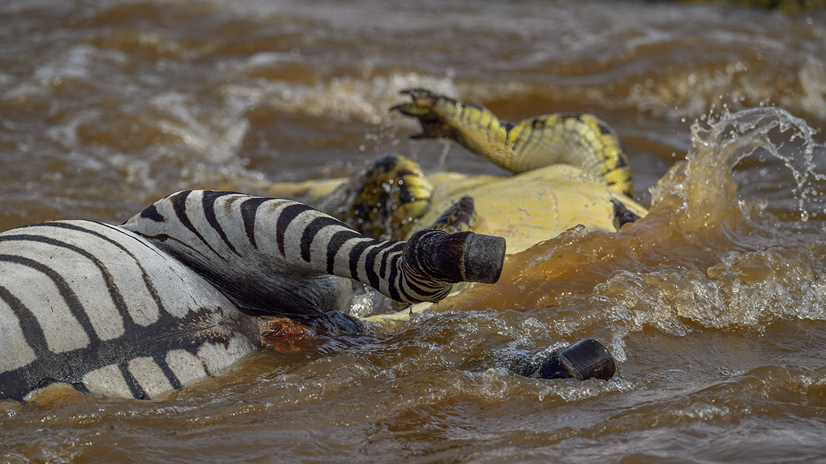 _5RG5835_20180721_151522_619Masai Mara 2018-1200.jpg