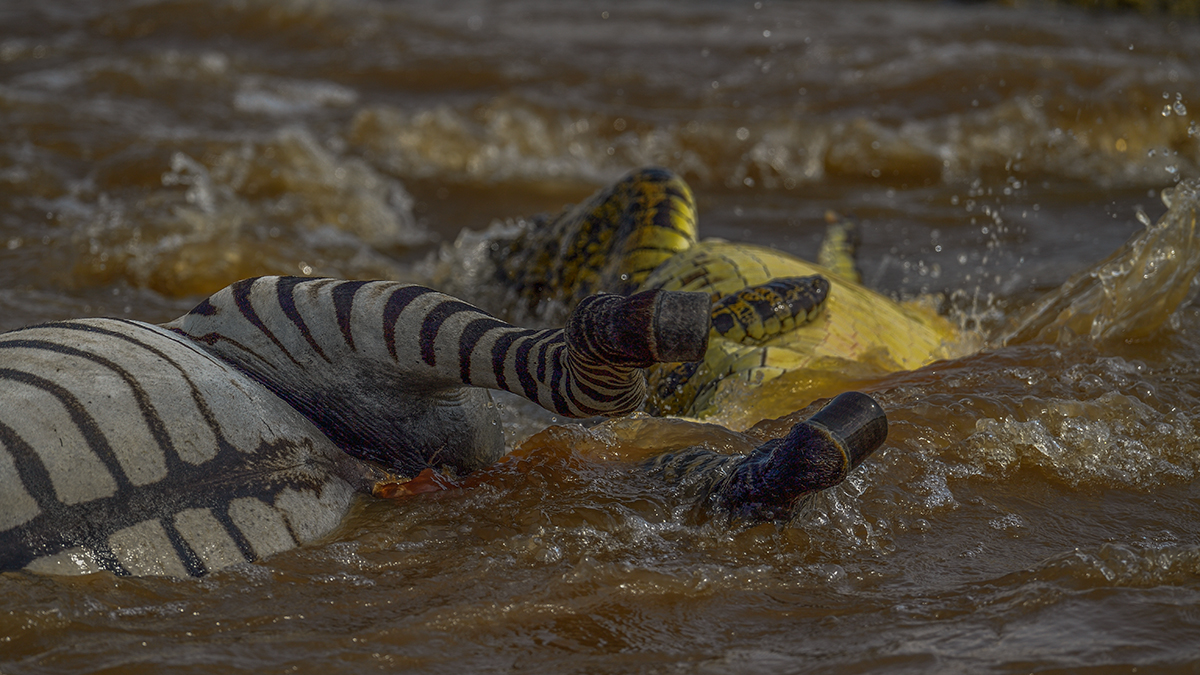 _5RG5836_20180721_151522_620Masai Mara 2018-1200.jpg