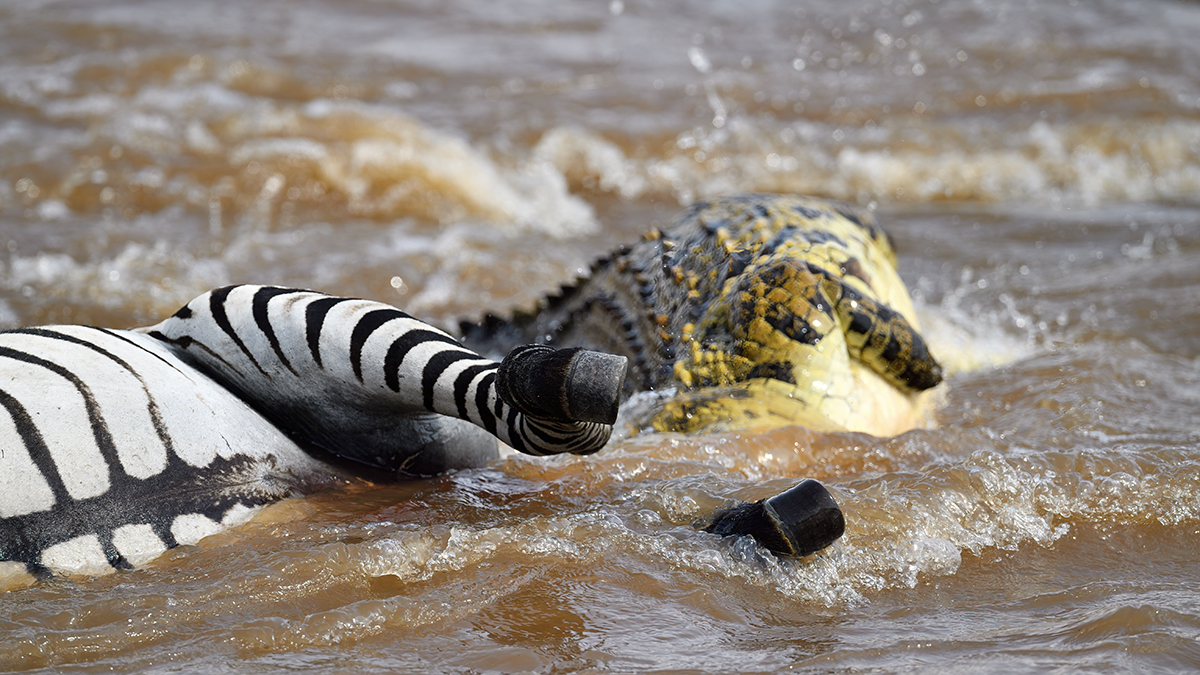 _5RG5839_20180721_151522_623Masai Mara 2018-1200.jpg