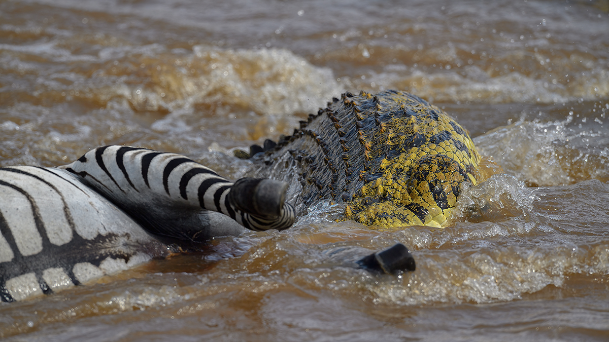_5RG5840_20180721_151523_624Masai Mara 2018-1200.jpg