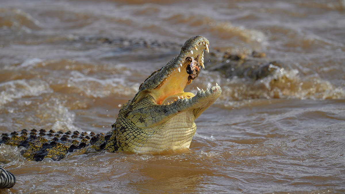 _5RG5857_20180721_151527_626Masai Mara 2018-1200.jpg