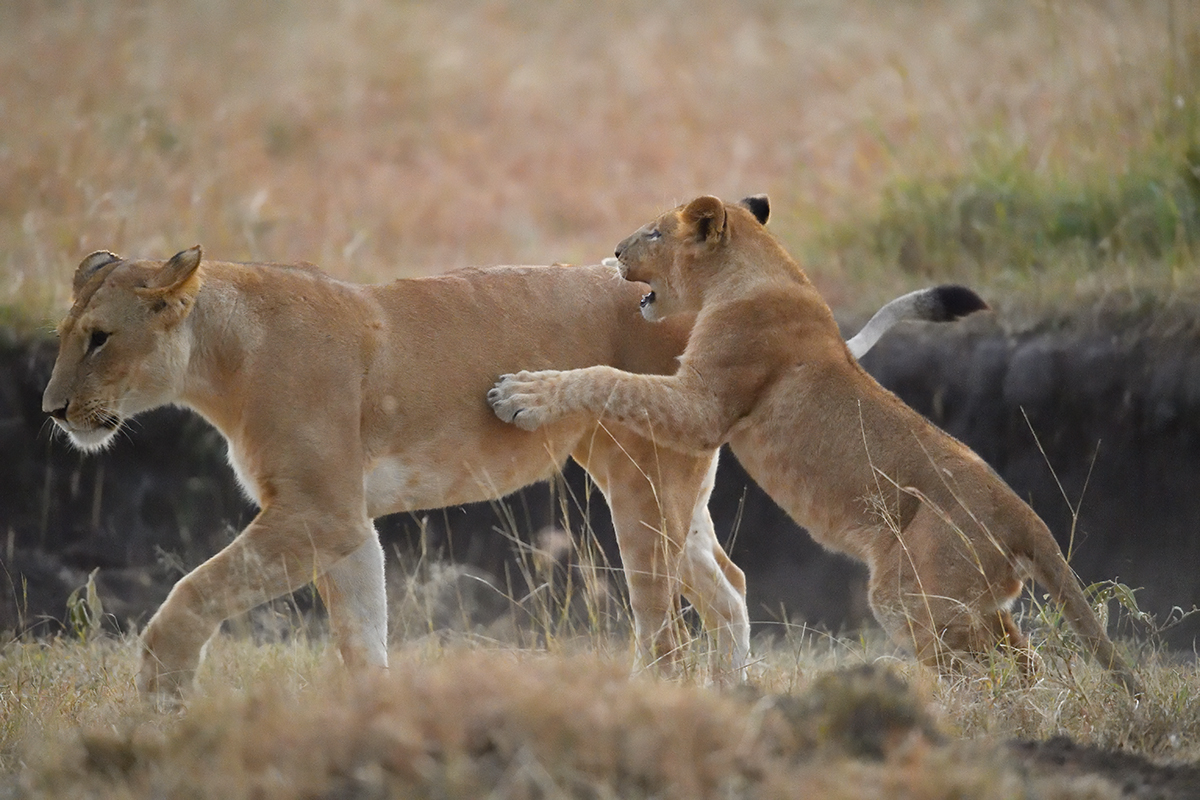 _5RG5896_20180726_063443_2571Masai Mara 2018_3420Masai Mara 2018.jpg