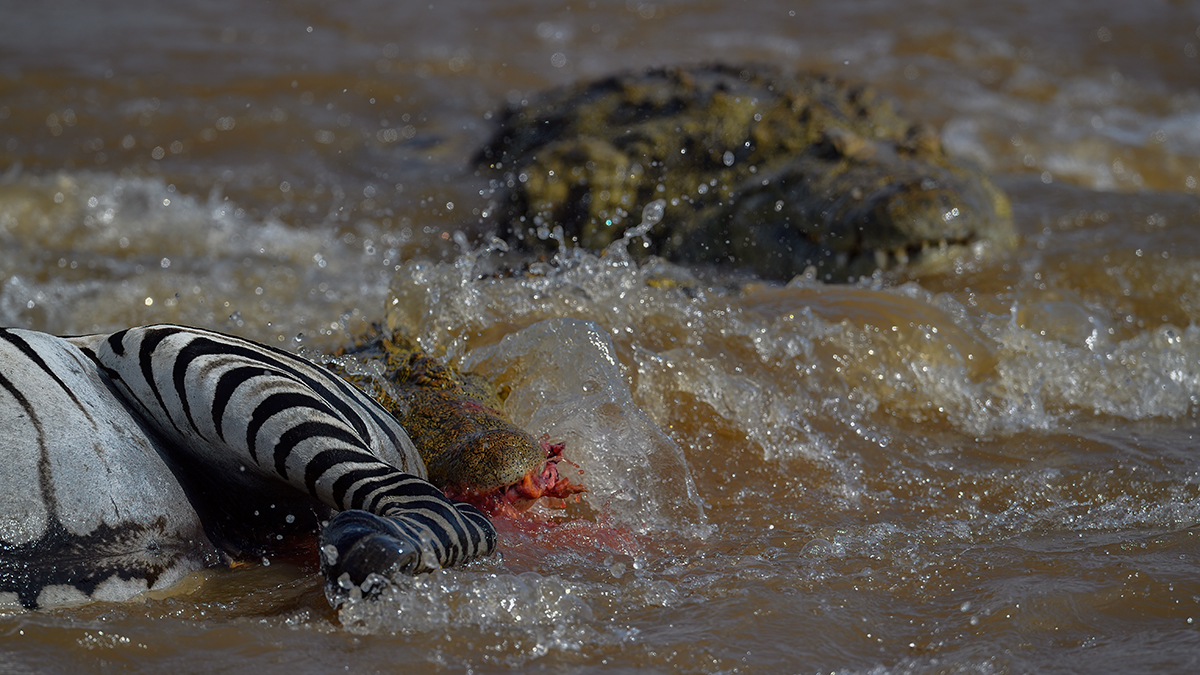 _5RG5897_20180721_151611_627Masai Mara 2018-1200.jpg