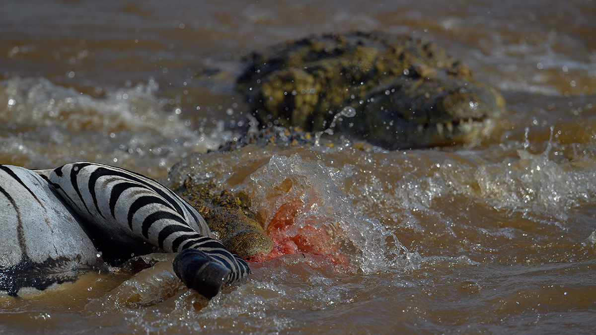 _5RG5898_20180721_151611_628Masai Mara 2018-1200.jpg