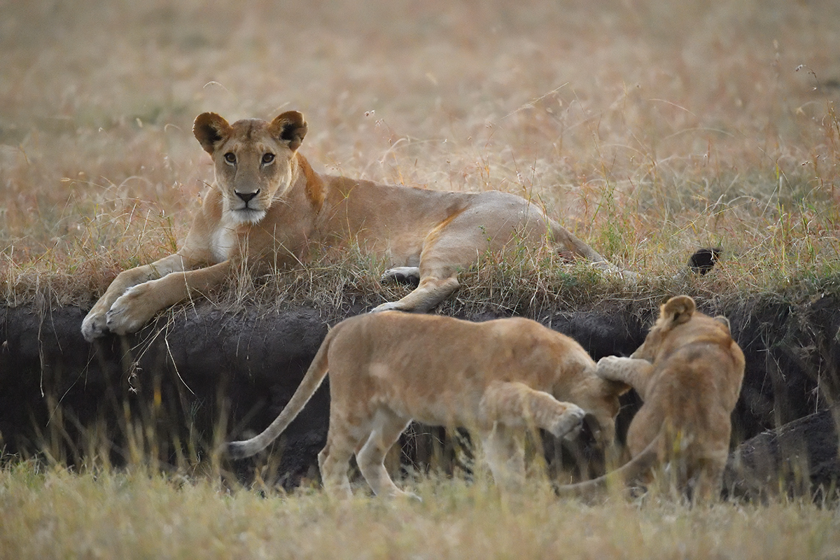 _5RG5905_20180726_063457_2572Masai Mara 2018_3421Masai Mara 2018.jpg