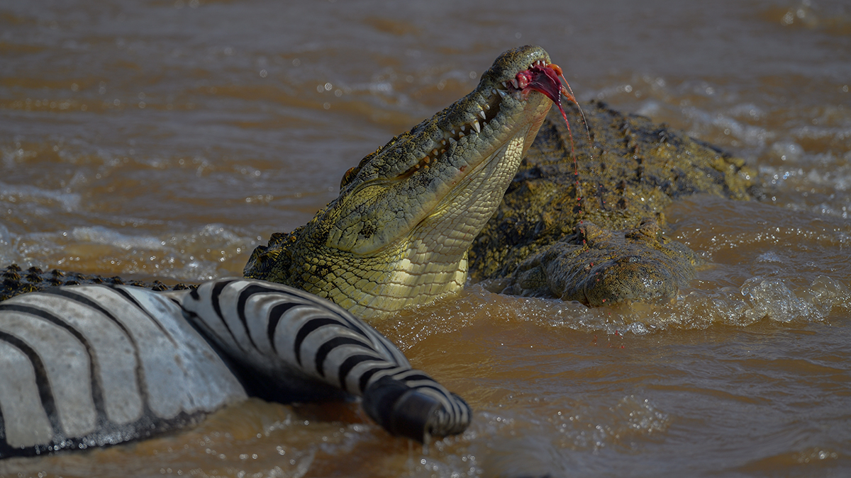 _5RG5924_20180721_151616_629Masai Mara 2018-1200.jpg