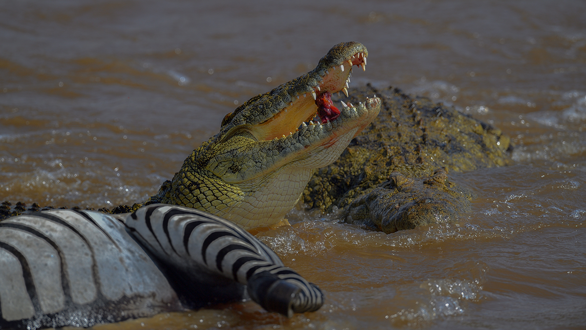 _5RG5930_20180721_151616_631Masai Mara 2018-1200.jpg