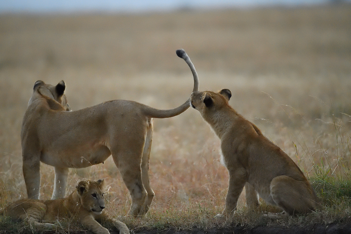 _5RG5933_20180726_063659_2574Masai Mara 2018_3423Masai Mara 2018.jpg