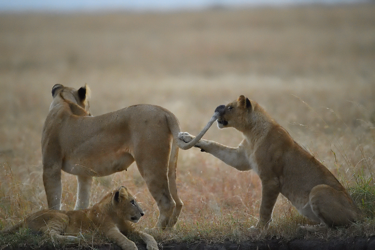 _5RG5937_20180726_063700_2575Masai Mara 2018_3424Masai Mara 2018.jpg