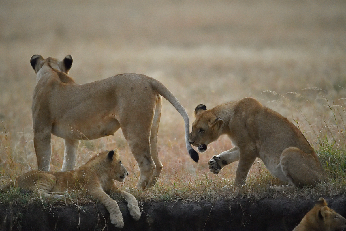 _5RG5941_20180726_063703_2576Masai Mara 2018_3425Masai Mara 2018.jpg