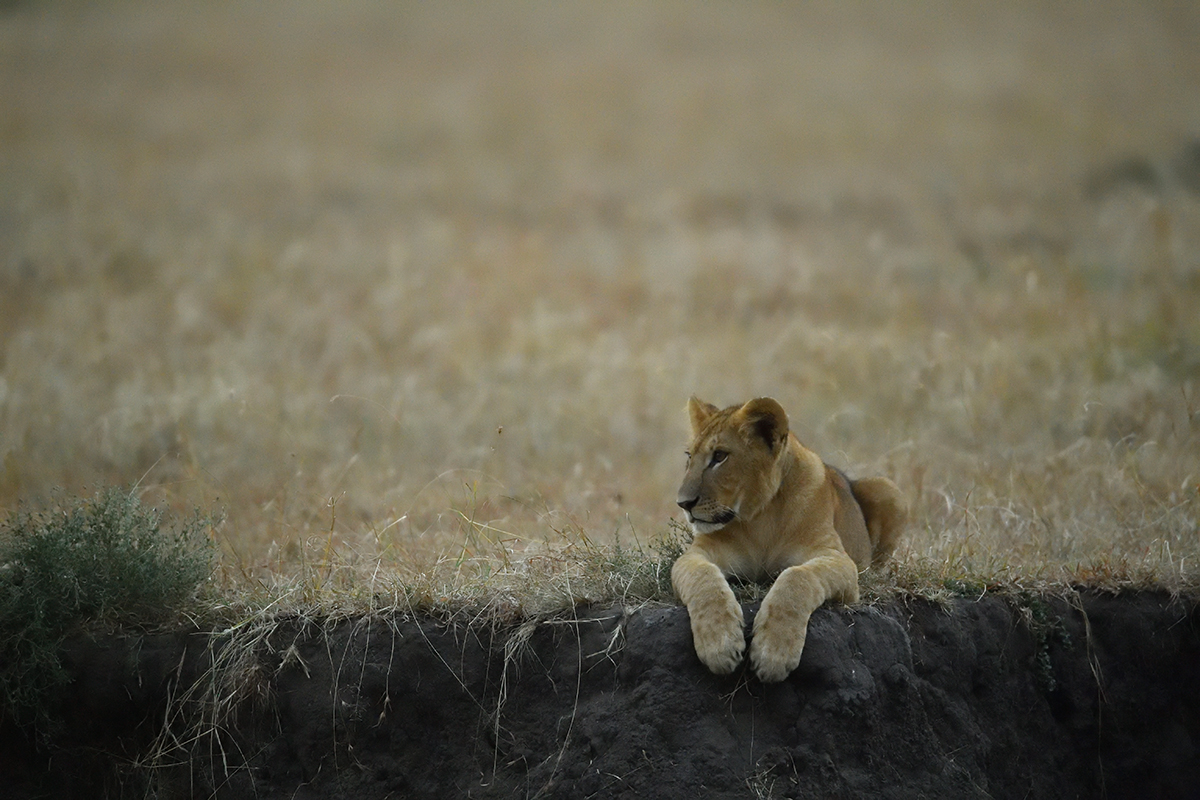 _5RG5949_20180726_064154_2577Masai Mara 2018_3426Masai Mara 2018.jpg