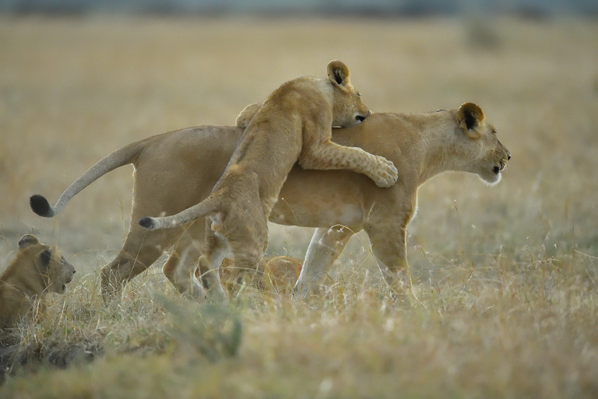 _5RG5970_20180726_064319_2578Masai Mara 2018_3427Masai Mara 2018.jpg