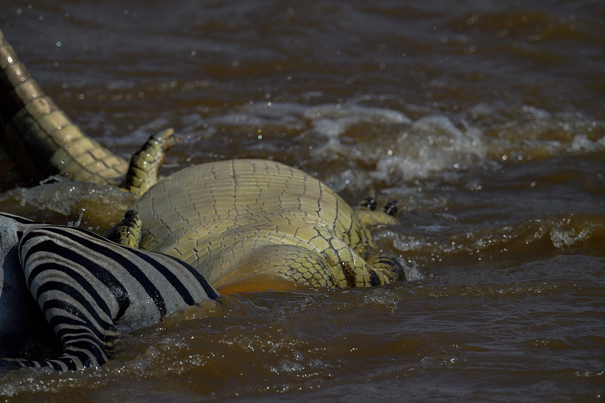 _5RG5986_20180721_151645_632Masai Mara 2018-1200.jpg