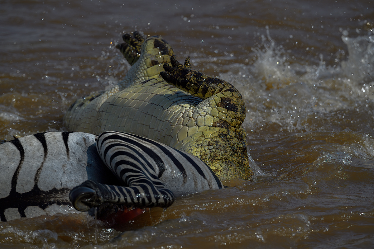 _5RG5987_20180721_151646_633Masai Mara 2018-1200.jpg