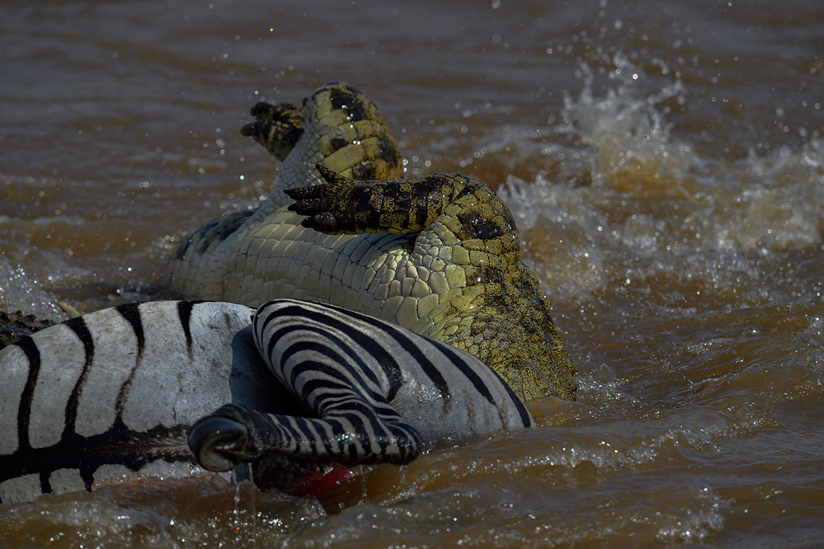 _5RG5988_20180721_151646_634Masai Mara 2018-1200.jpg