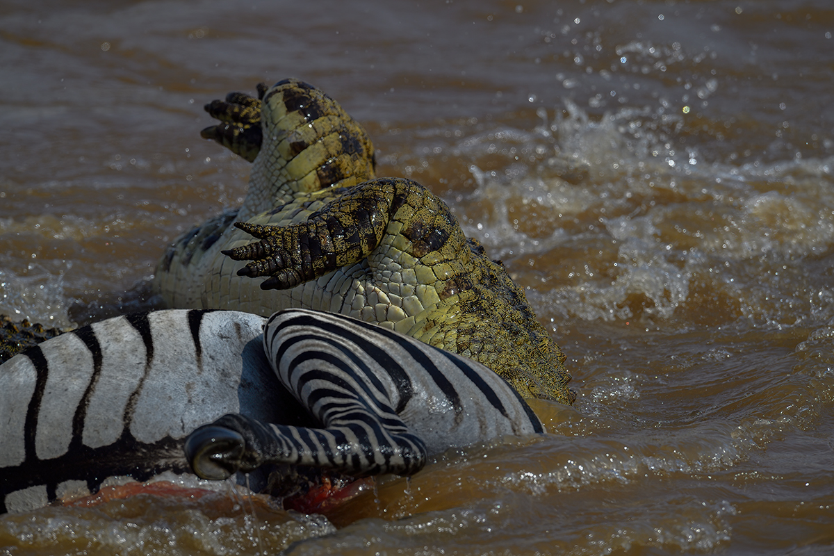 _5RG5989_20180721_151646_635Masai Mara 2018-1200.jpg