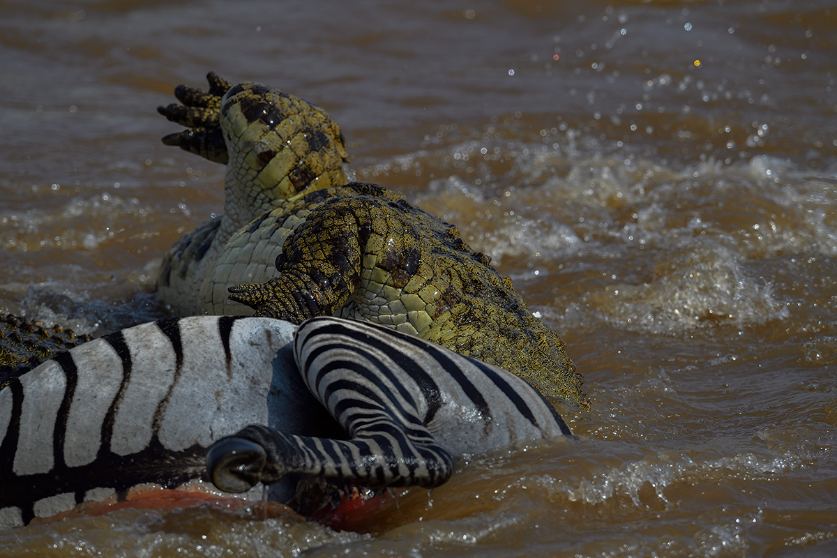 _5RG5990_20180721_151646_636Masai Mara 2018-1200.jpg