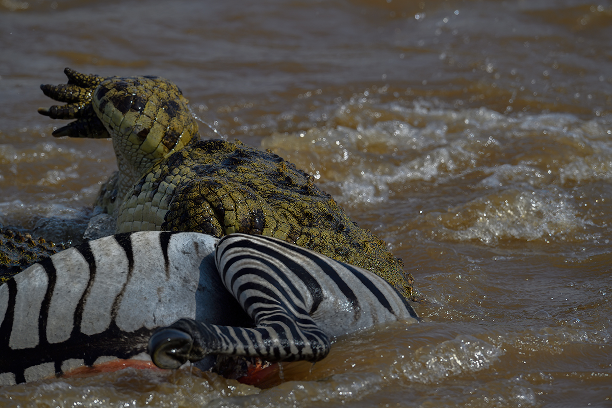 _5RG5991_20180721_151646_637Masai Mara 2018-1200.jpg