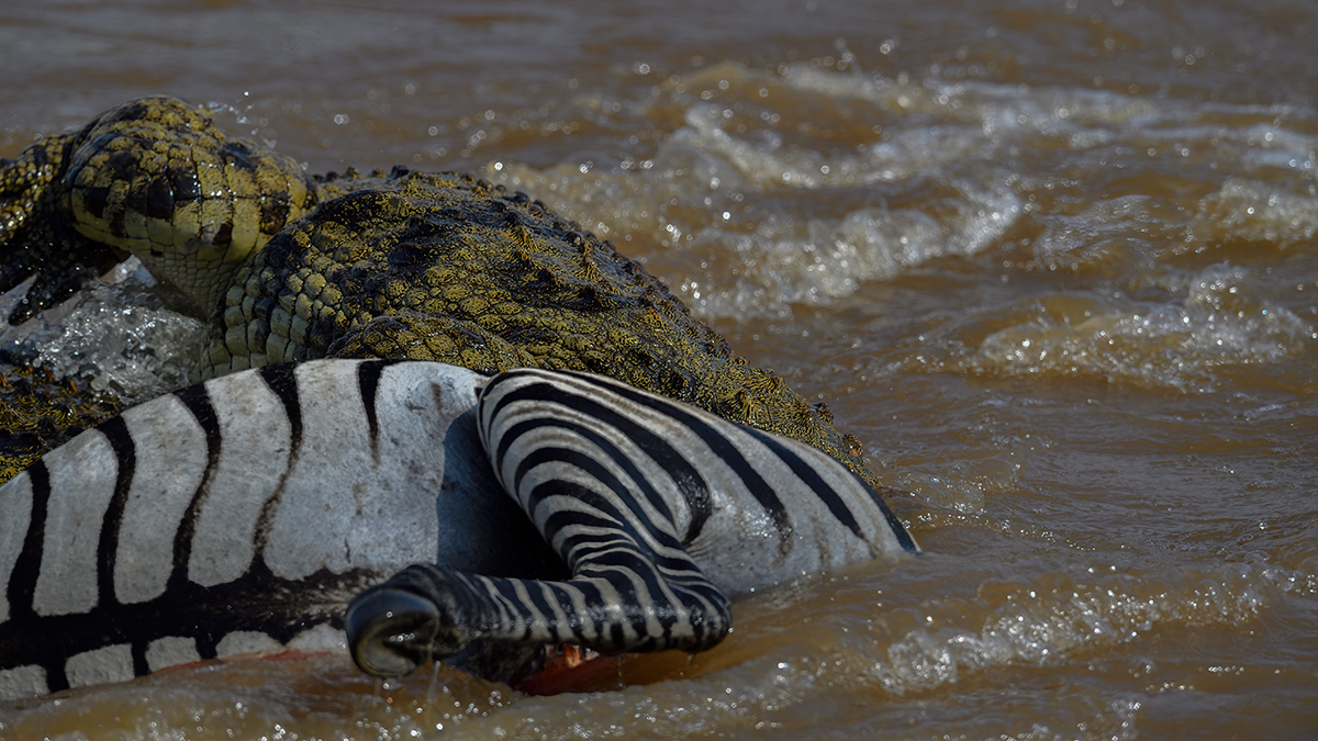 _5RG5992_20180721_151646_638Masai Mara 2018-1200.jpg