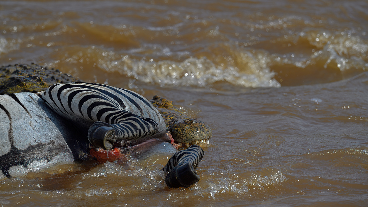 _5RG5993_20180721_151649_639Masai Mara 2018-1200.jpg