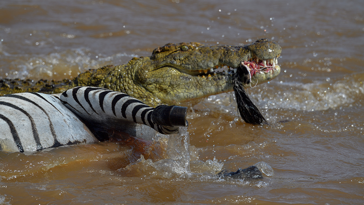 _5RG6000_20180721_151651_640Masai Mara 2018-1200.jpg