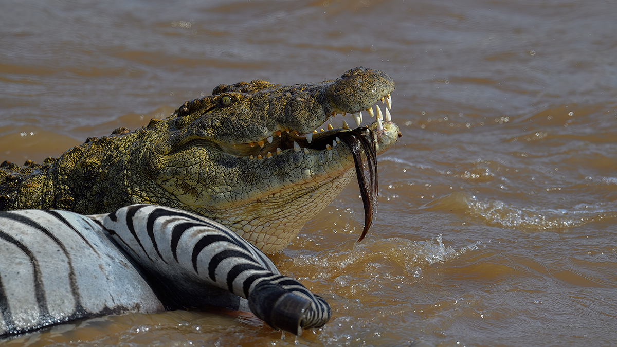 _5RG6013_20180721_151653_641Masai Mara 2018-1200.jpg