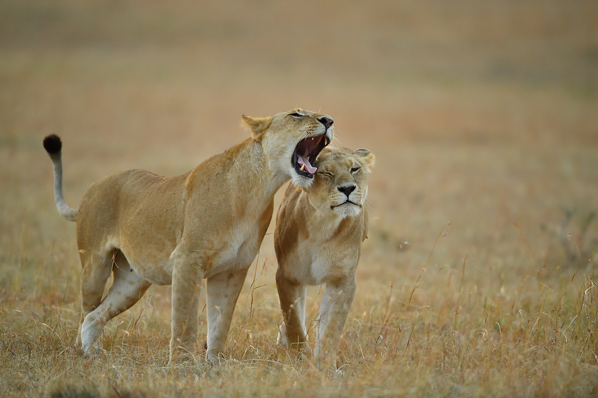 _5RG6050_20180726_065116_2581Masai Mara 2018_3430Masai Mara 2018.jpg
